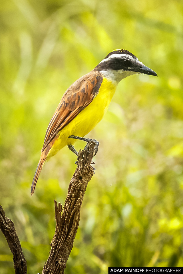 Great Kiskadee, photographed at PANACA, Quimbaya, Quindío, Colombia