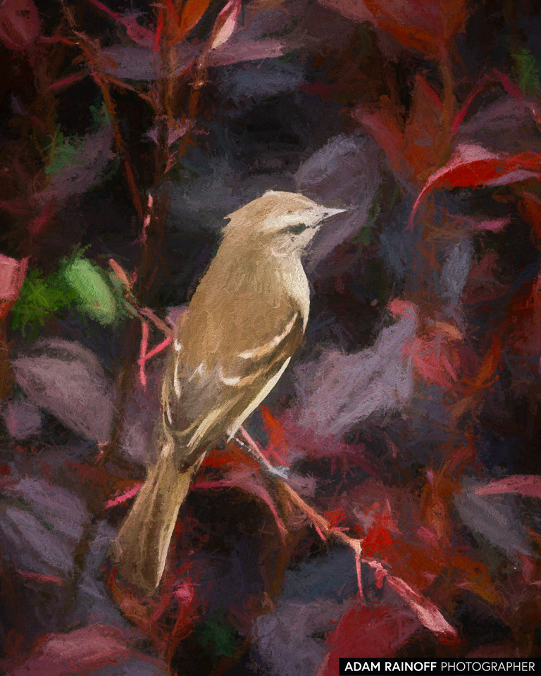 Mouse-colored Tyrannulet, photographed at PANACA, Quimbaya, Quindío, Colombia