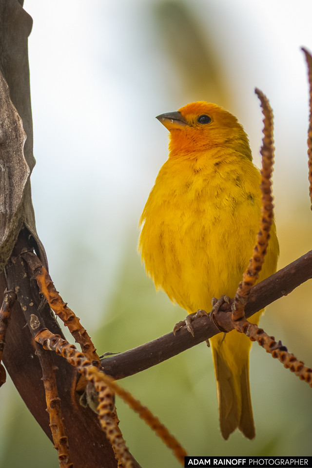 Saffron Finch, photographed at Parque del Café, Montenegro, Quindío, Colombia