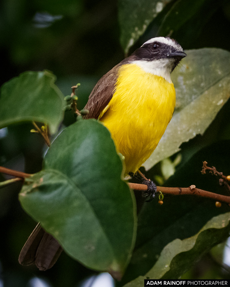 Rusty-margined Flycatcher, photographed at Parque del Café, near Montenegro, Quindío, Colombia