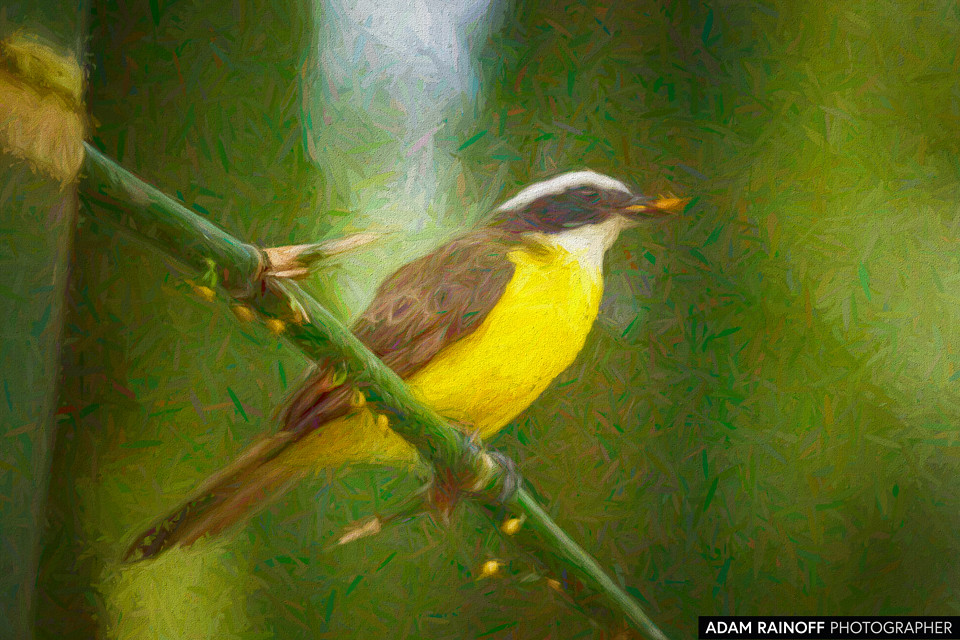Social Flycatcher, photographed at PANACA, Quimbaya, Quindío, Colombia
