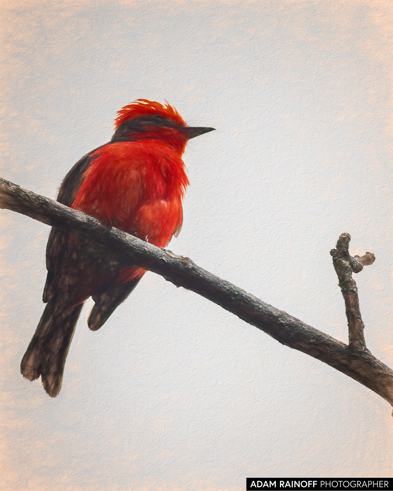 Vermilion Flycatcher, photographed at PANACA, Quimbaya, Quindío, Colombia