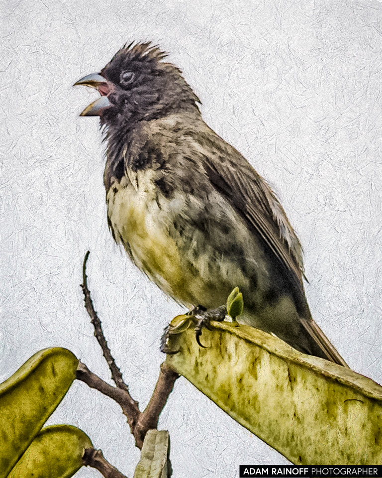 Yellow-bellied Seedeater, photographed at PANACA, Quimbaya, Quindío, Colombia
