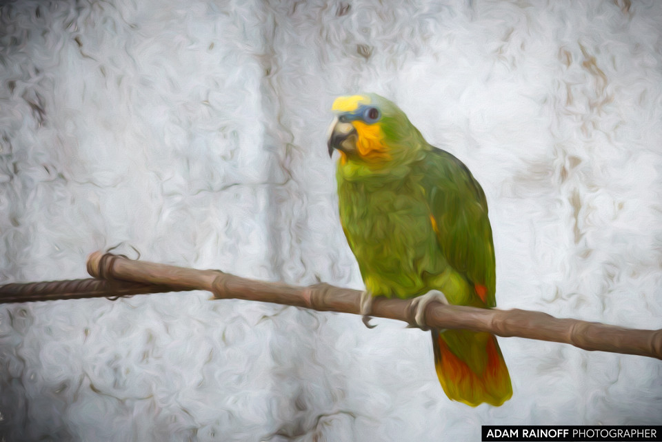 Orange-winged Amazon, photographed at Salento, Quindío, Colombia