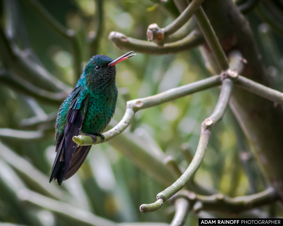 Steely-vented Hummingbird, photographed at Jardín Botánico del Quindío, Calarcá, Quindío, Colombia