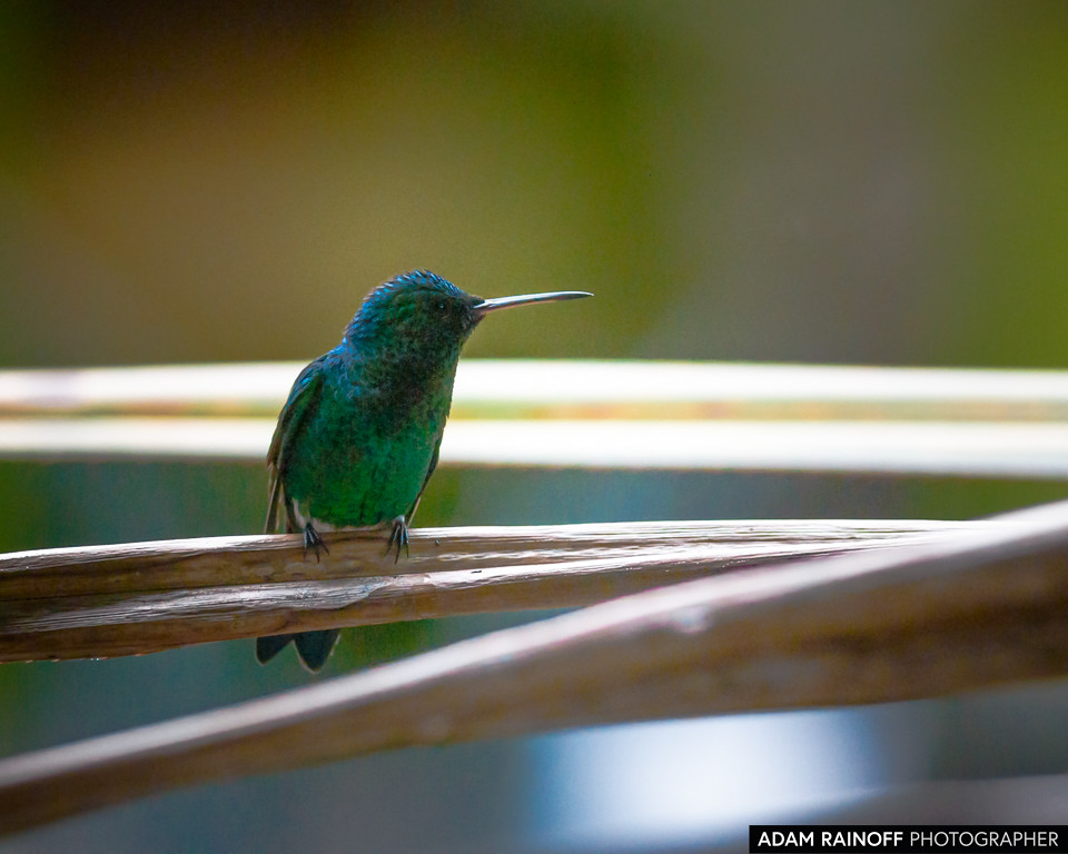 Steely-vented Hummingbird, photographed at Jardín Botánico del Quindío, Calarcá, Quindío, Colombia