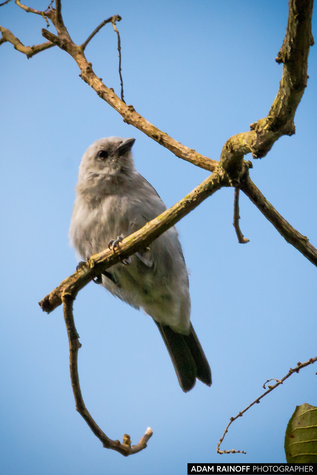 Blue-gray Tanager, photographed near Filandia, Quindío, Colombia