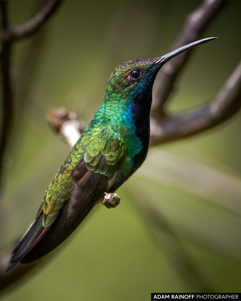 Male Black-throated Mango, photographed at Jardín Botánico del Quindío, Calarcá, Quindío, Colombia