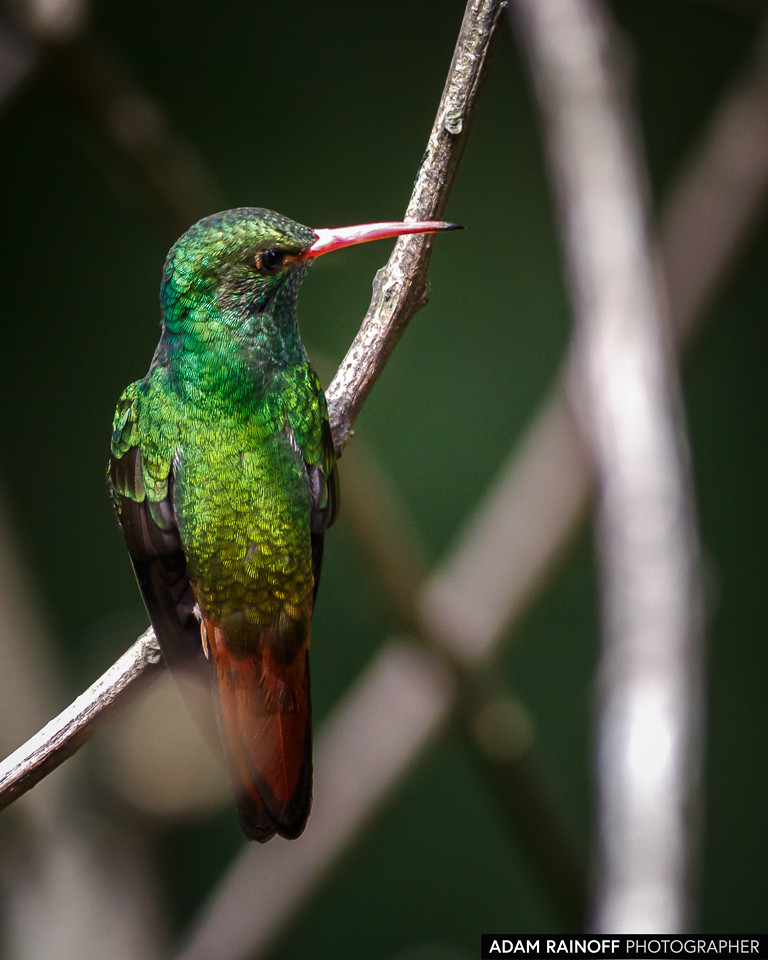 Rufous-tailed Hummingbird, photographed at Jardín Botánico del Quindío, Calarcá, Quindío, Colombia