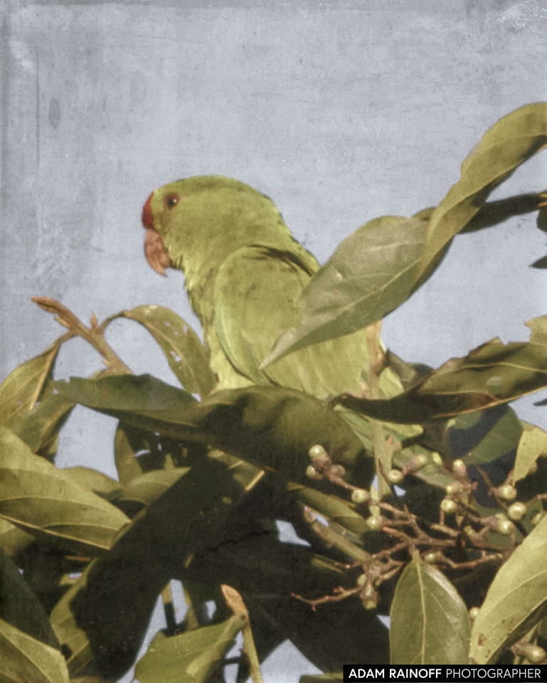 Scarlet-fronted Parakeet, photographed near Filandia, Quindío, Colombia