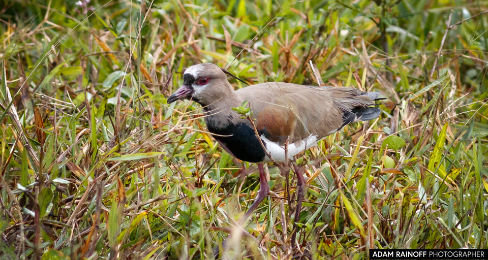 Southern Lapwing, photographed near Filandia, Quindío, Colombia