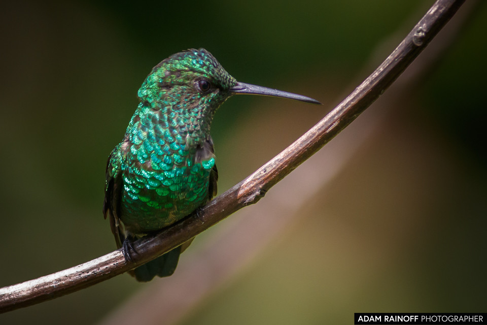 Western Emerald, photographed at Jardín Botánico del Quindío, Calarcá, Quindío, Colombia