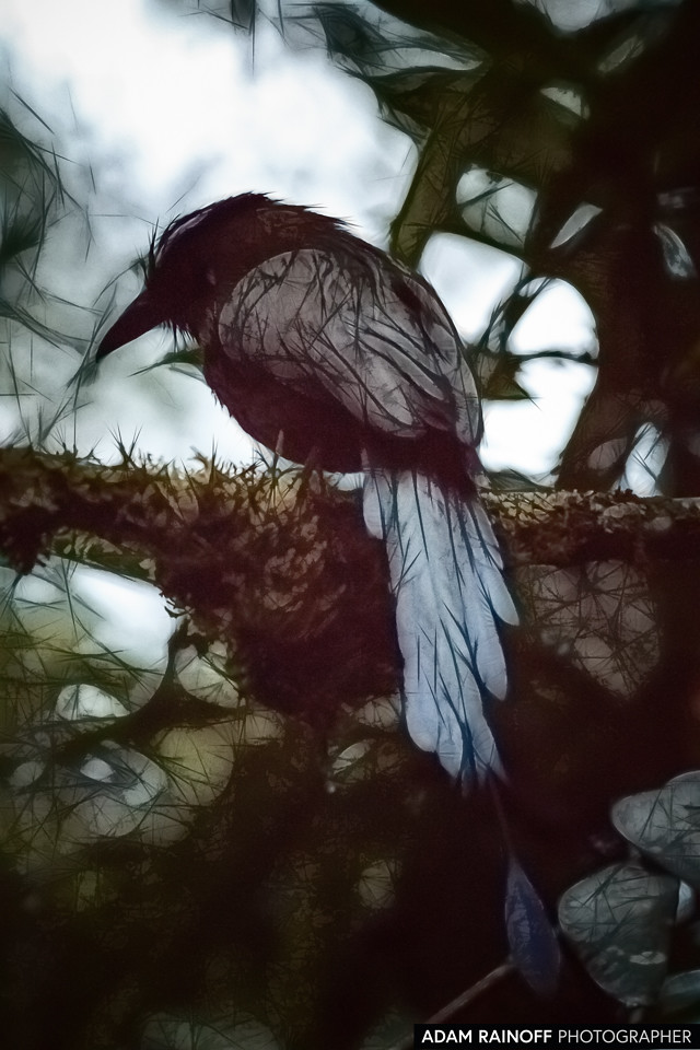 Andean Motmot, photographed at Risaralda, Colombia