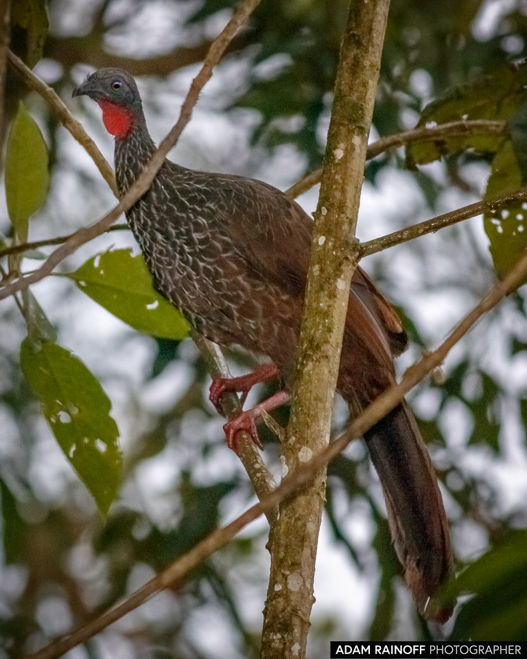Cauca Guan, photographed at Otún Quimbaya Fauna and Flora Sanctuary, near Pereira, Risaralda, Colombia