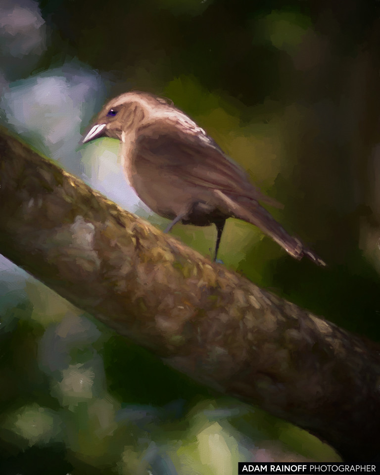 Female Shiny Cowbird, photographed at Otún Quimbaya Fauna and Flora Sanctuary, near Pereira, Risaralda, Colombia