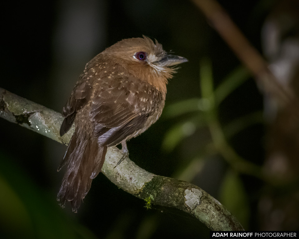 Moustached Puffbird, photographed near Filandia, Quindío, Colombia