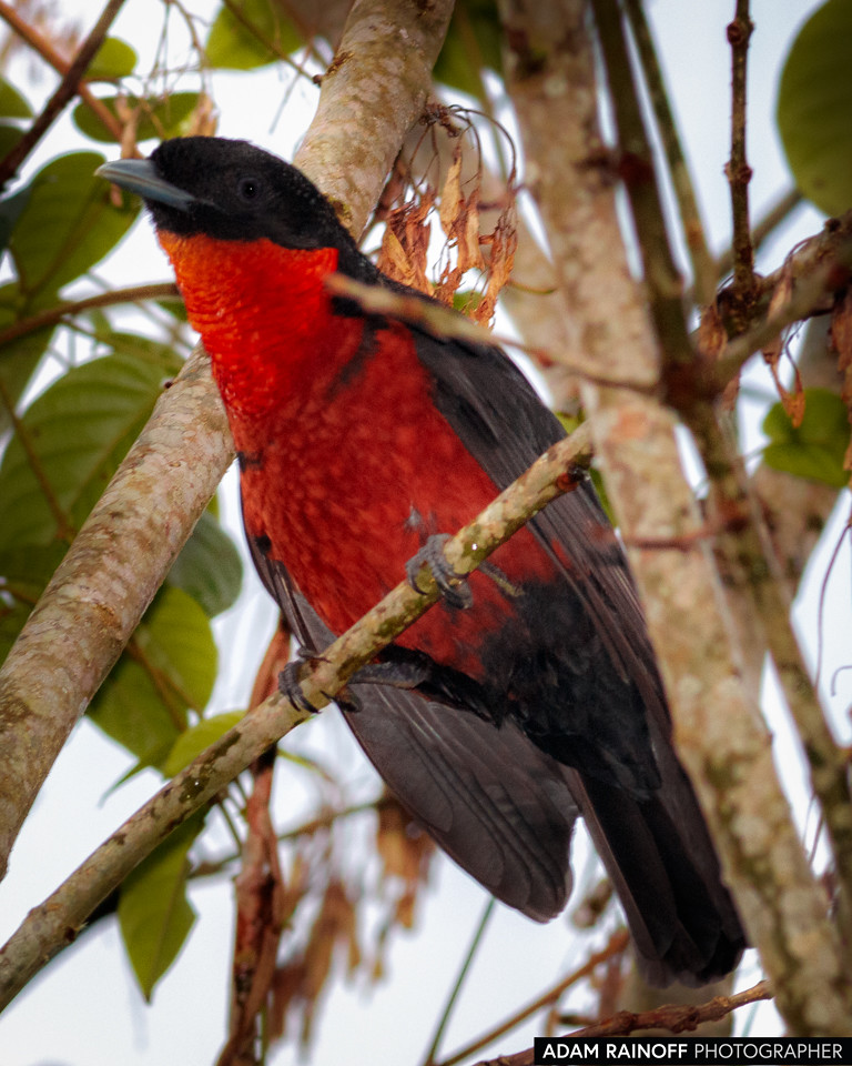 Red-ruffed Fruitcrow, photographed at Otún Quimbaya Fauna and Flora Sanctuary, near Pereira, Risaralda, Colombia