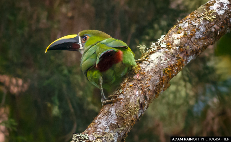 Southern Emerald-Toucanet, photographed at Otún Quimbaya Fauna and Flora Sanctuary, near Pereira, Risaralda, Colombia