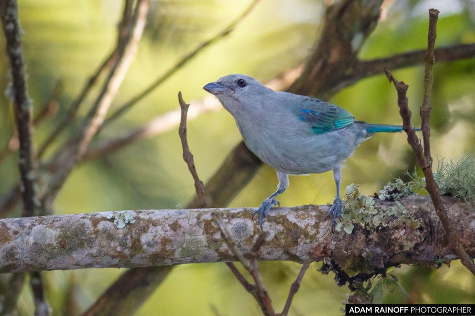 Blue-gray Tanager, photographed at Manizales, Caldas, Colombia