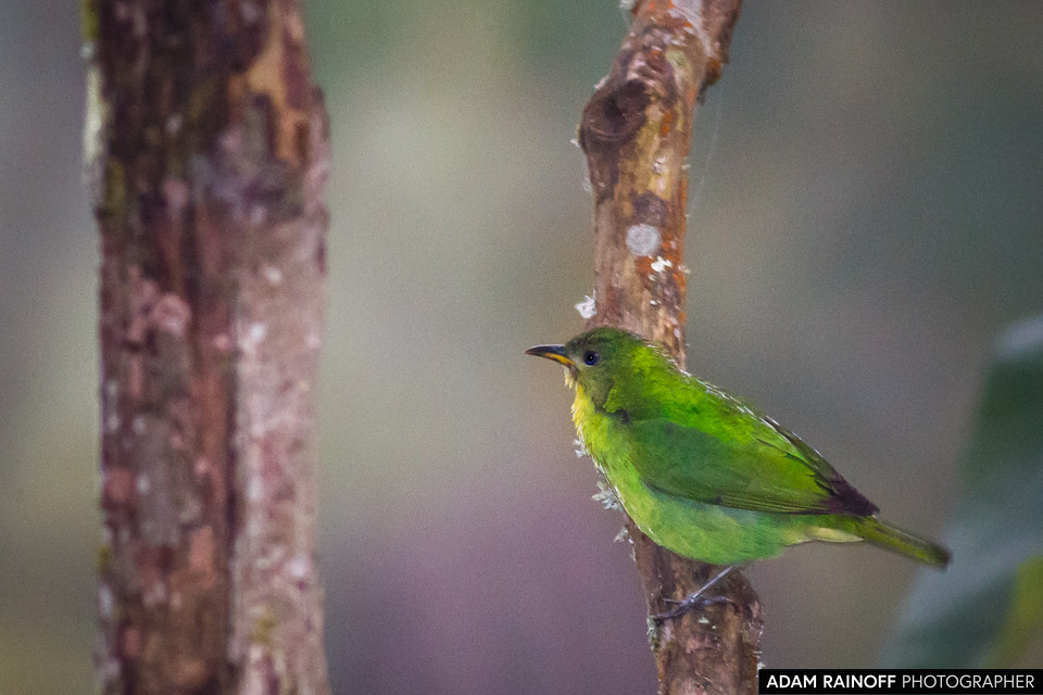 Green Honeycreeper, photographed at Manizales, Caldas, Colombia