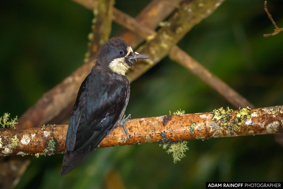 Juvenile Acorn Woodpecker, photographed at Manizales, Caldas, Colombia