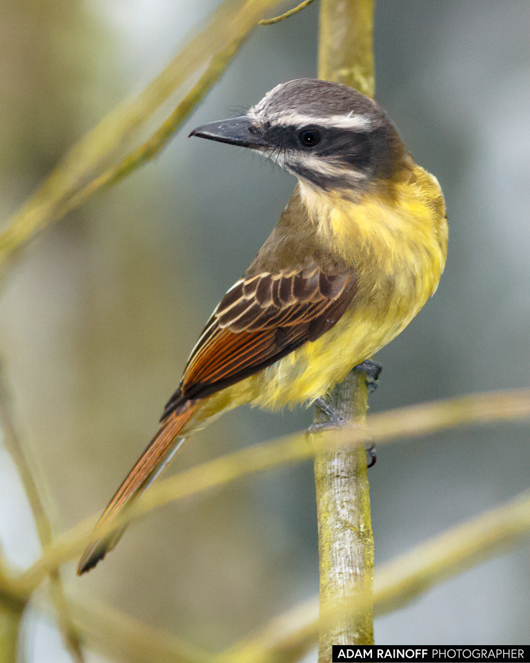 Juvenile Golden-crowned Flycatcher, photographed at Manizales, Caldas, Colombia
