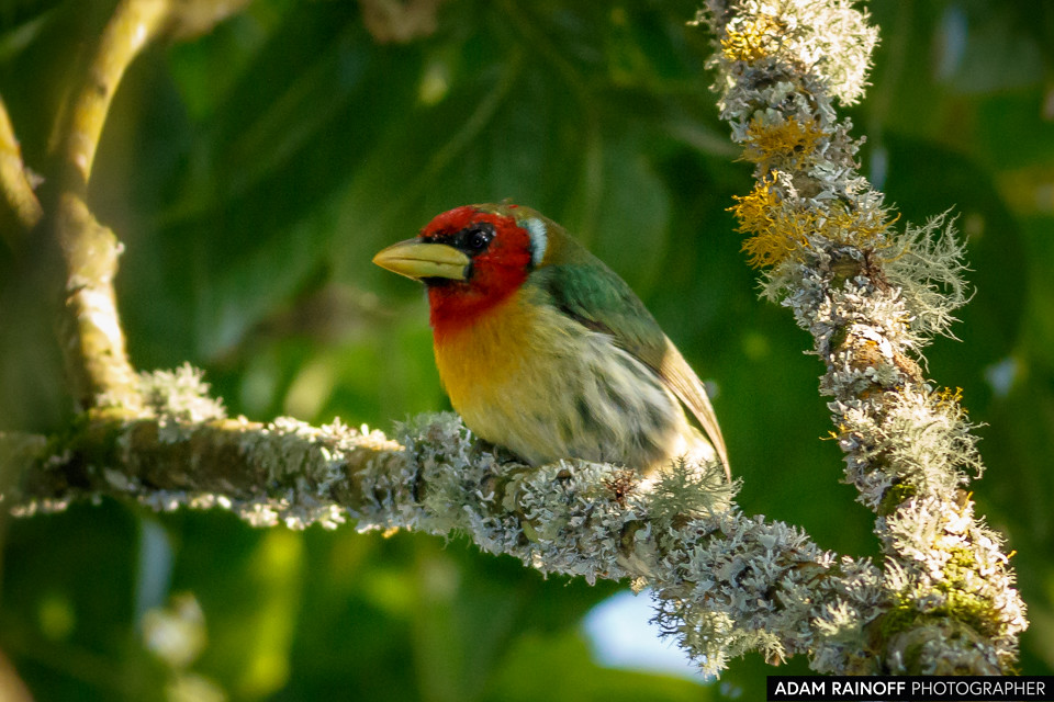 Red-headed Barbet, photographed at Manizales, Caldas, Colombia