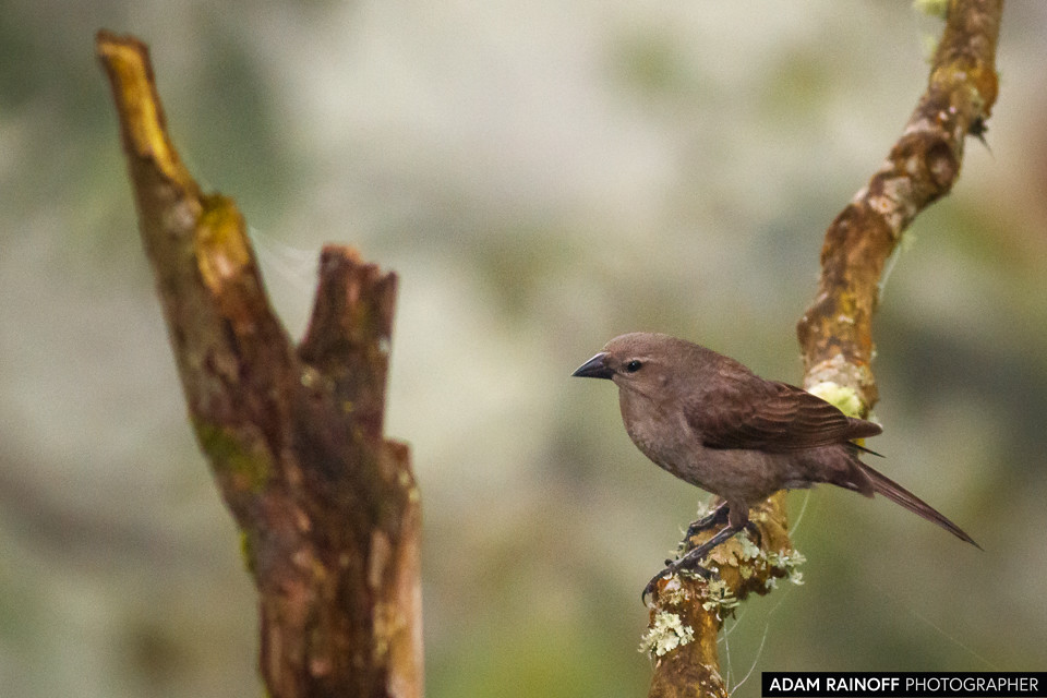 Shiny Cowbird, photographed at Manizales, Caldas, Colombia