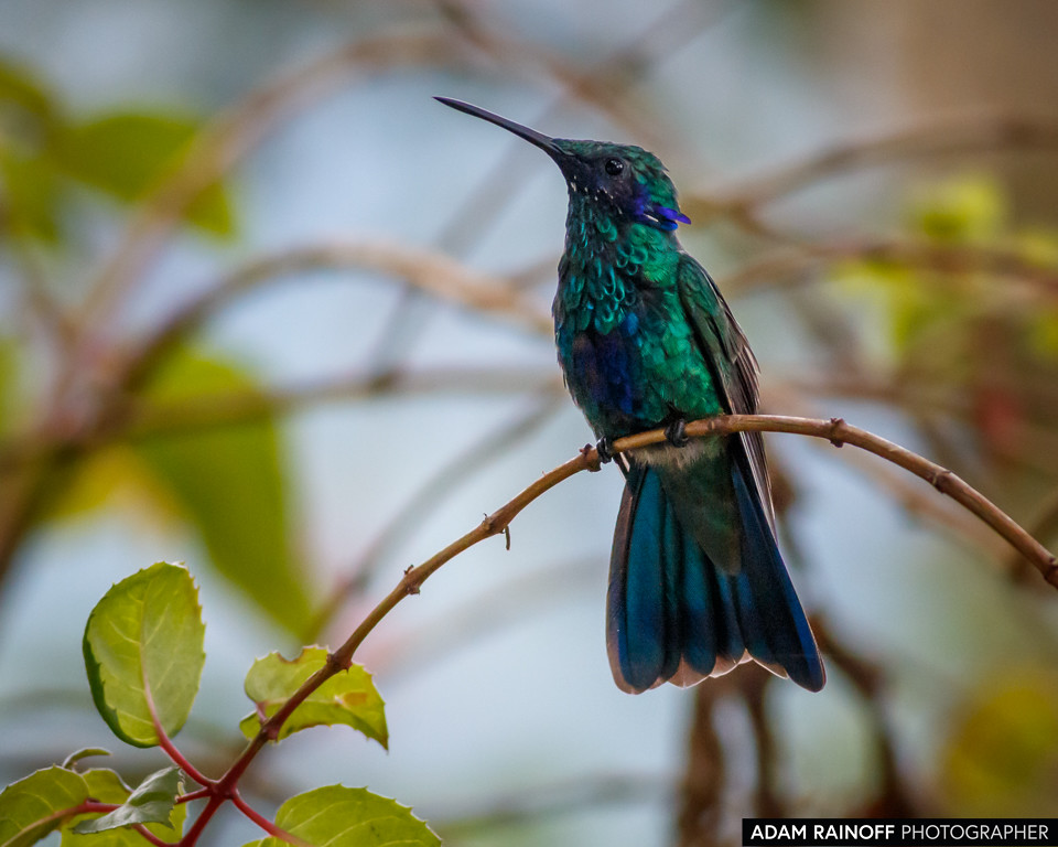 Sparkling Violetear, photographed at Recinto del Pensamiento, Manizales, Caldas, Colombia