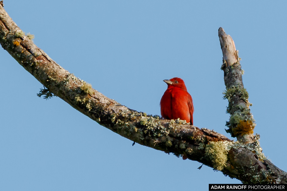 Summer Tanager, photographed at Manizales, Caldas, Colombia