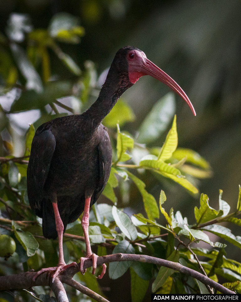 Bare-faced Ibis, photographed at Malecón Cameguadua, Chinchiná, Caldas, Colombia