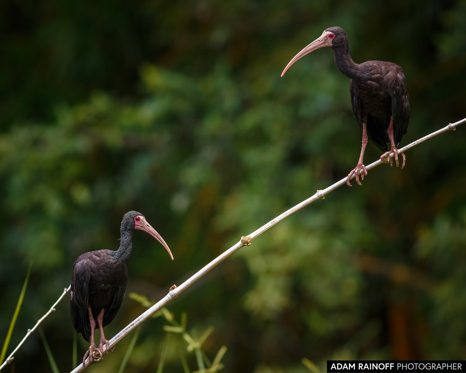 Bare-faced Ibis, photographed at Malecón Cameguadua, Chinchiná, Caldas, Colombia