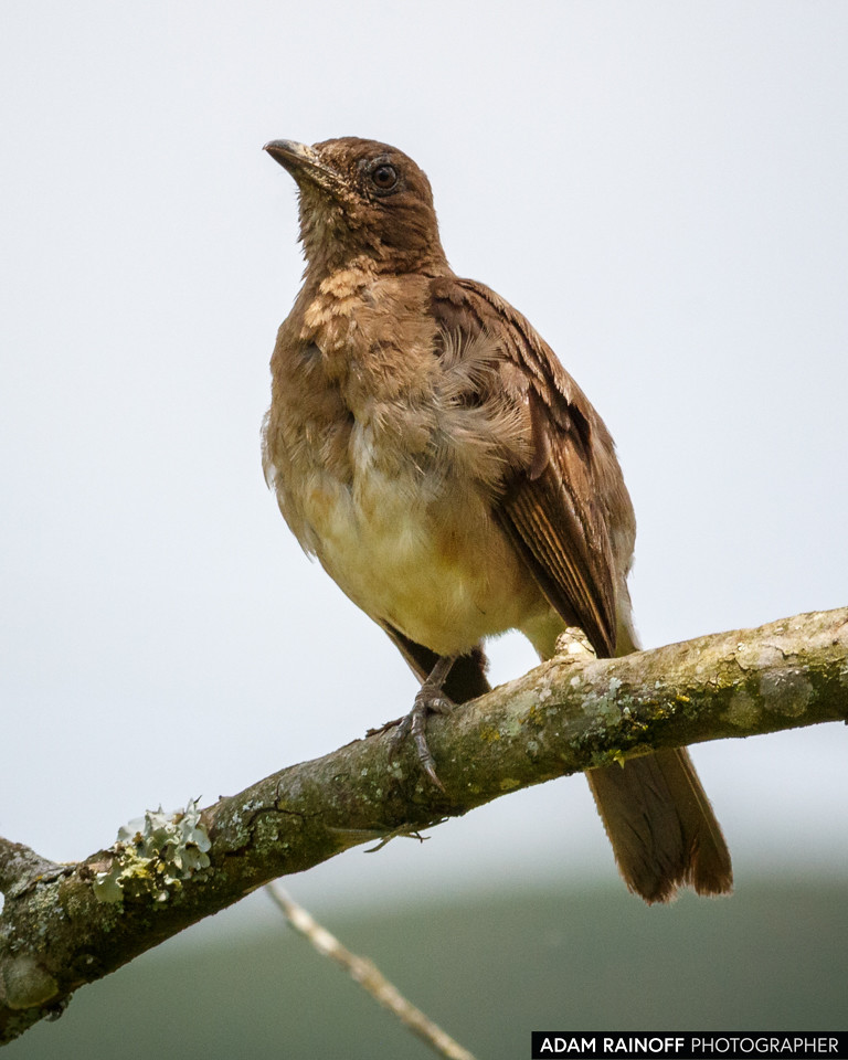 Black-billed Thrush, photographed at Malecón Cameguadua, Chinchiná, Caldas, Colombia
