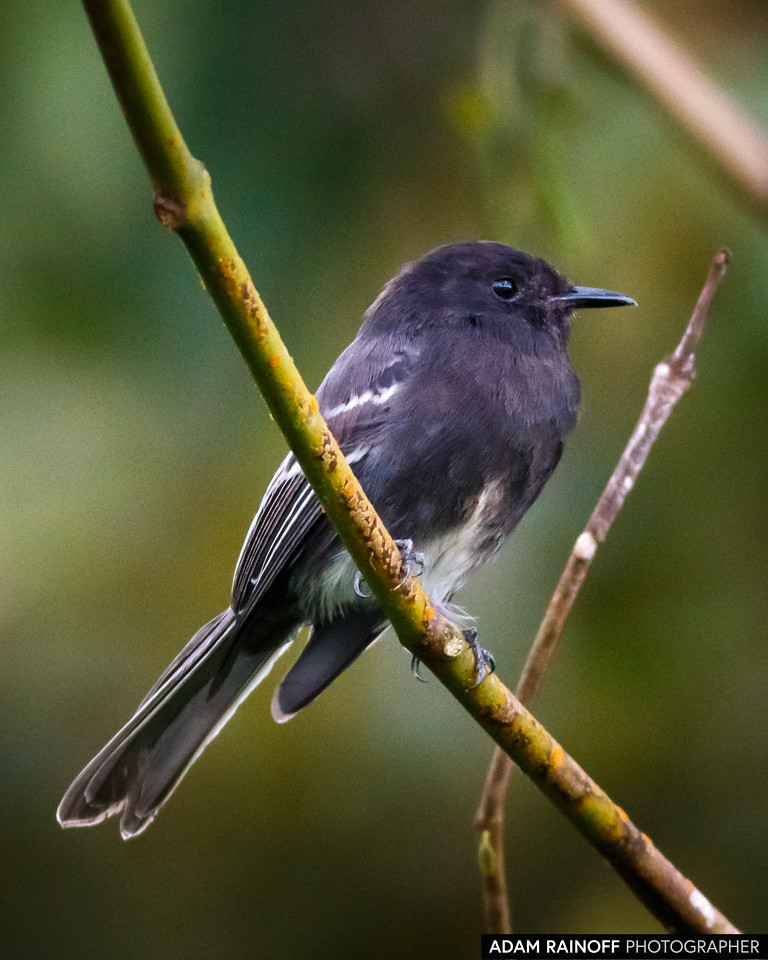 Black Phoebe, photographed at Malecón Cameguadua, Chinchiná, Caldas, Colombia