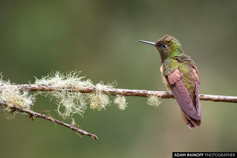 Buff-tailed Coronet (Boissonneaua flavescens)