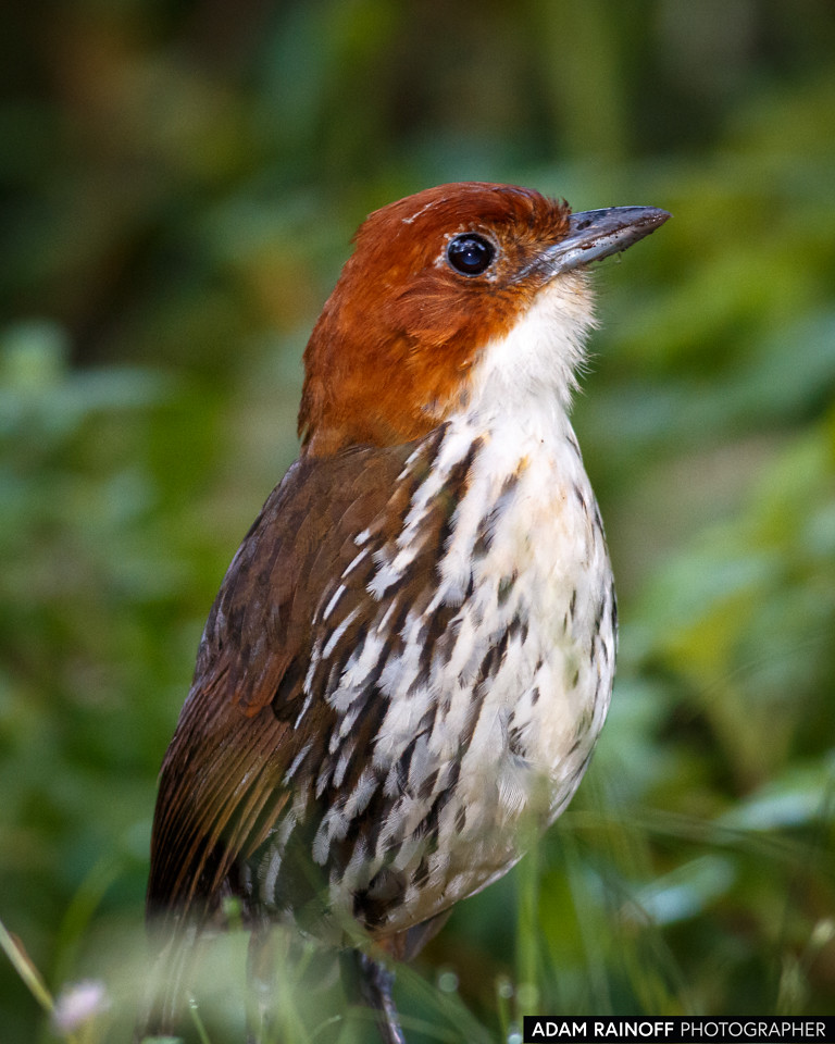 Chestnut-crowned Antpitta, photographed at Río Blanco reserve, near Manizales, Caldas, Colombia