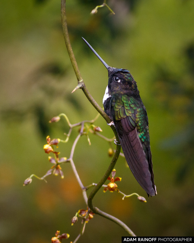 Collared Inca, photographed at Río Blanco reserve, near Manizales, Caldas, Colombia