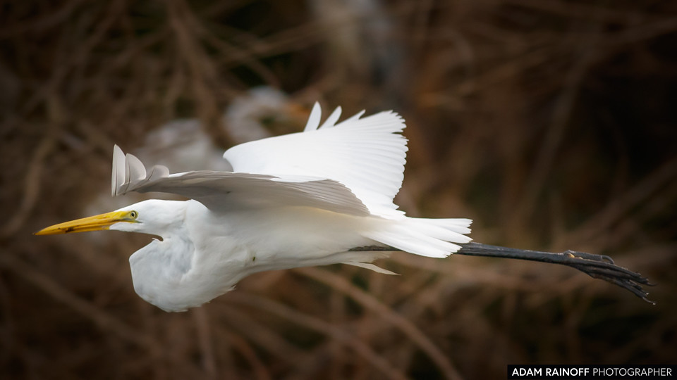 Great Egret, photographed at Charca de Guarinocito, Caldas, Colombia