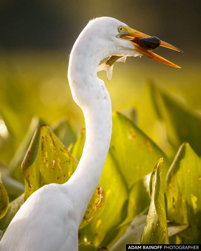 Great Egret, photographed at Charca de Guarinocito, Caldas, Colombia