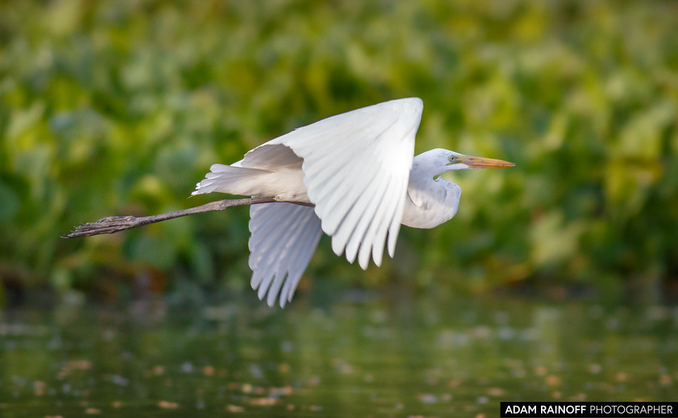 Great Egret, photographed at Charca de Guarinocito, Caldas, Colombia