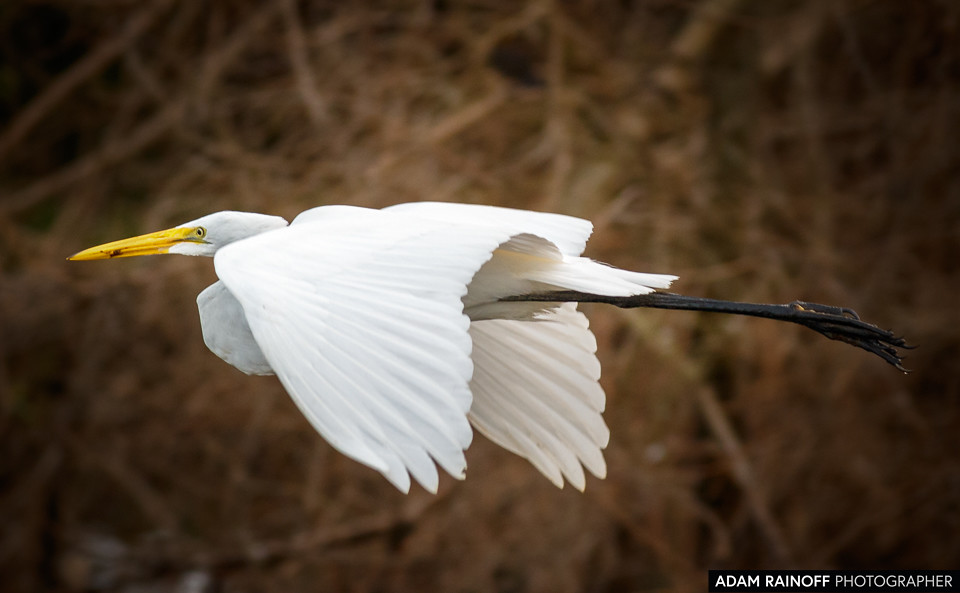 Great Egret, photographed at Charca de Guarinocito, Caldas, Colombia