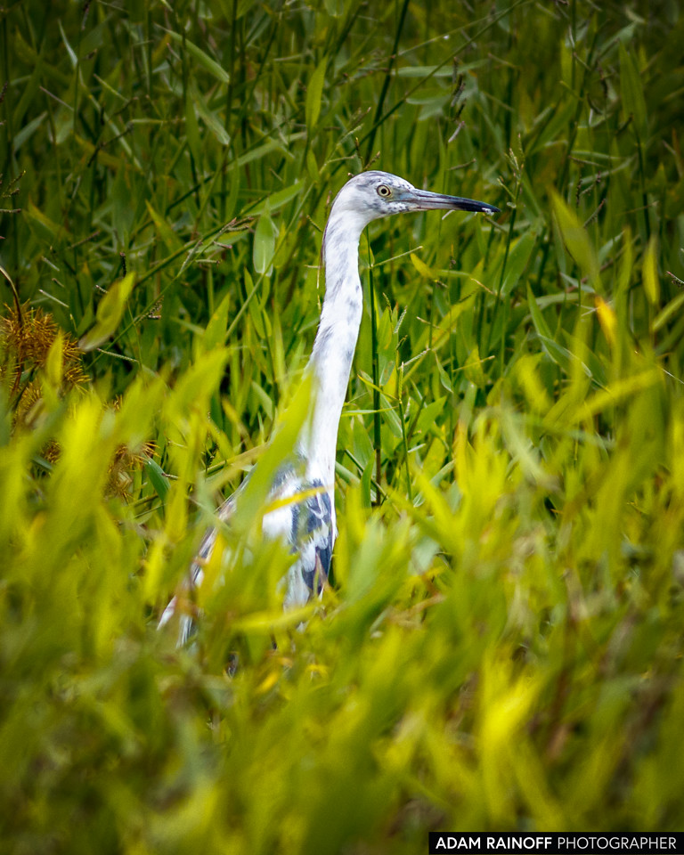 Juvenile Little Blue Heron, photographed at Malecón Cameguadua, Chinchiná, Caldas, Colombia