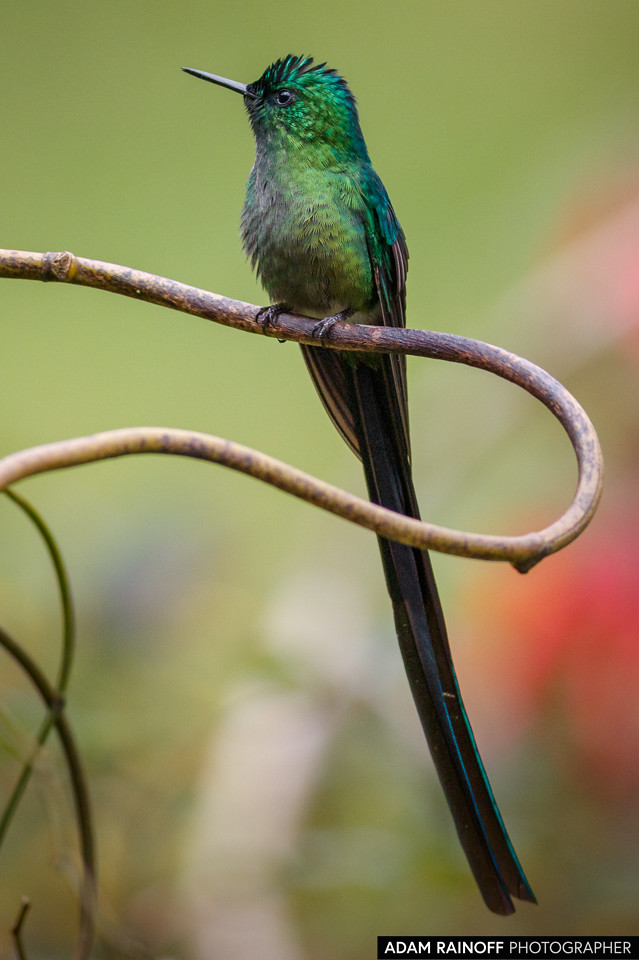 Long-tailed Sylph, photographed at Río Blanco reserve, near Manizales, Caldas, Colombia
