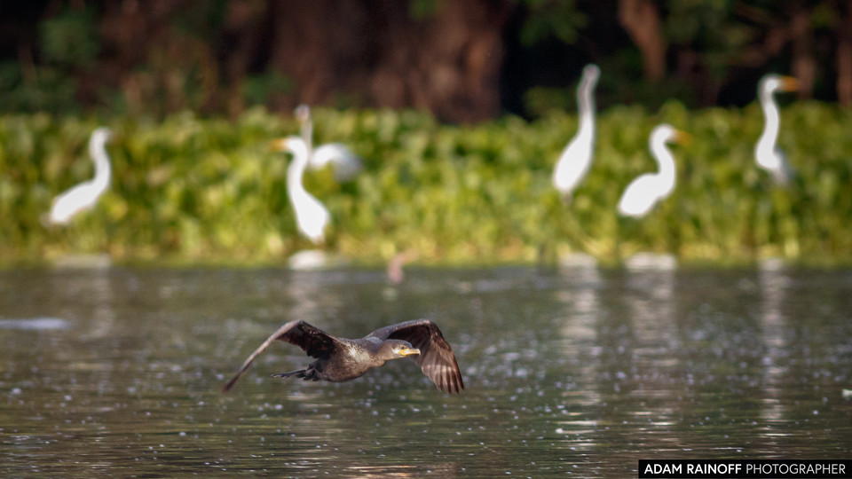 Neotropic Cormorant, photographed at Charca de Guarinocito, Caldas, Colombia