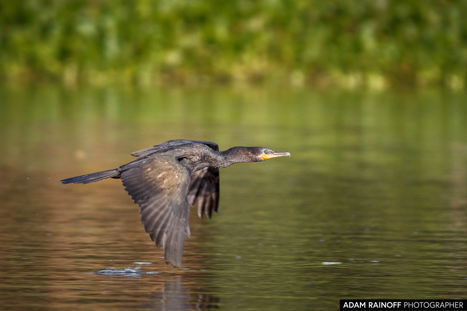 Neotropic Cormorant, photographed at Charca de Guarinocito, Caldas, Colombia