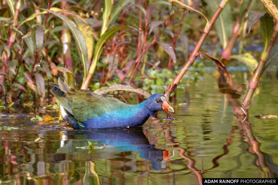 Purple Gallinule, photographed at Jardín Botánico de Bogotá, Bogota, Capital District, Colombia