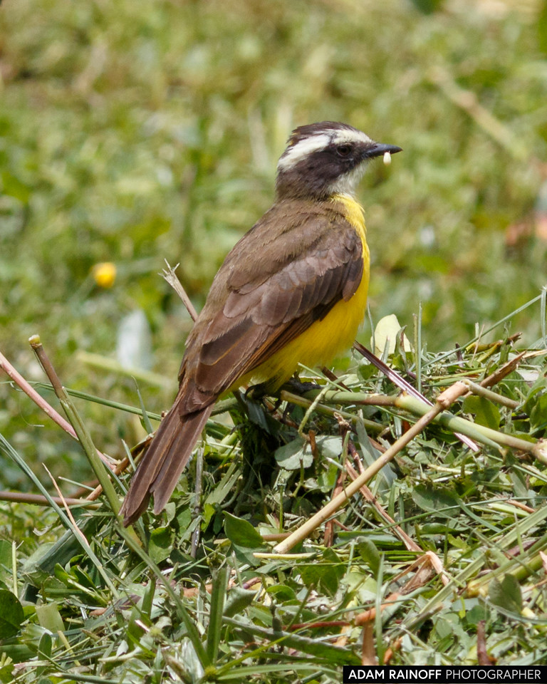 Rusty-margined Flycatcher, photographed at Malecón Cameguadua, Chinchiná, Caldas, Colombia