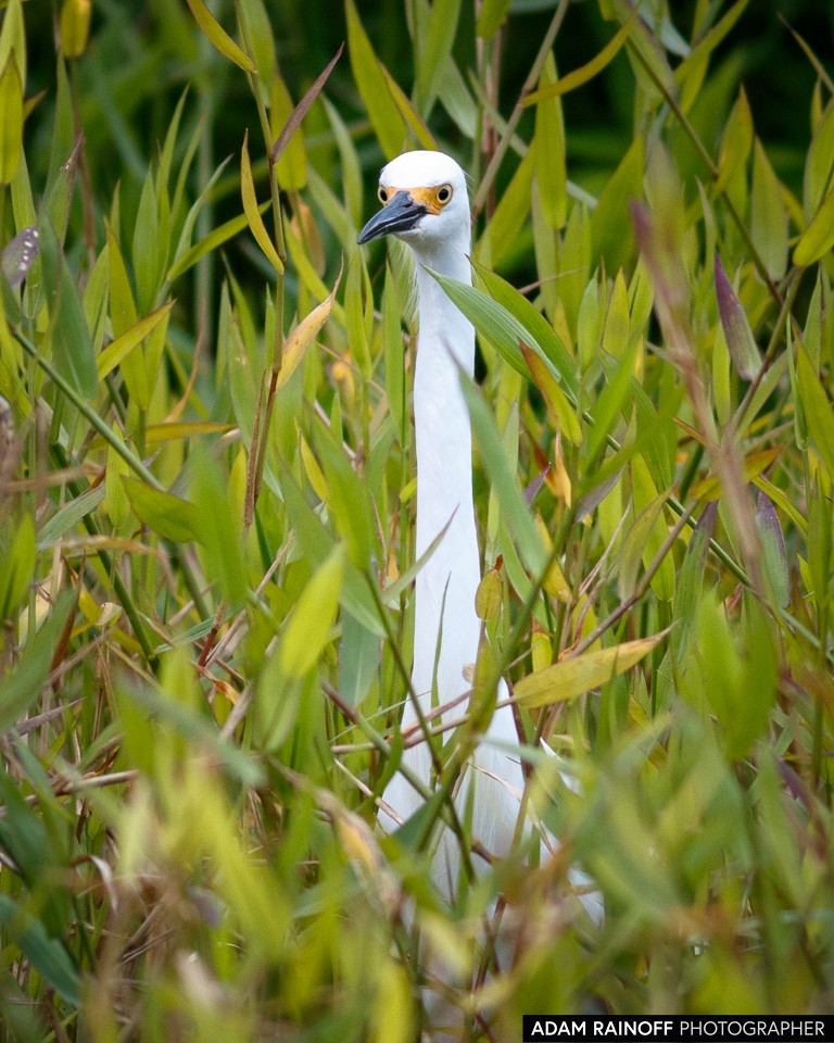 Snowy Egret, photographed at Malecón Cameguadua, Chinchiná, Caldas, Colombia