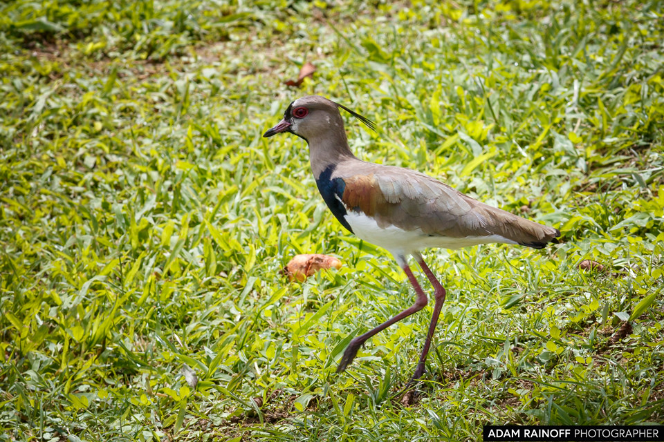 Southern Lapwing, photographed at Malecón Cameguadua, Chinchiná, Caldas, Colombia
