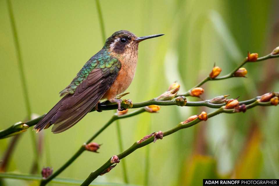 Speckled Hummingbird, photographed at Río Blanco reserve, near Manizales, Caldas, Colombia